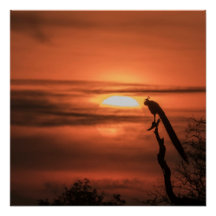 Peacock at Sunrise