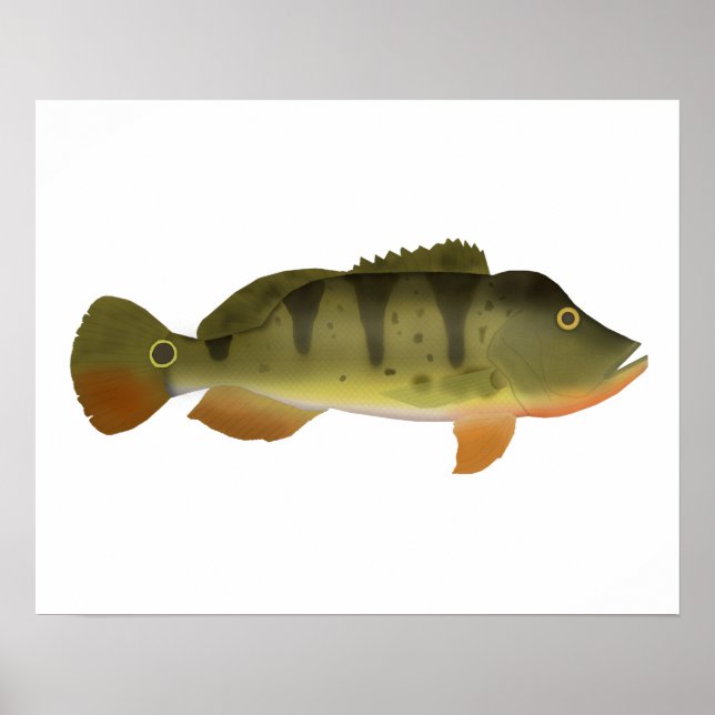 Peacock Bass Poster (Framsidan)