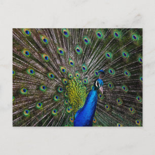 Peacock Beauty Vykort