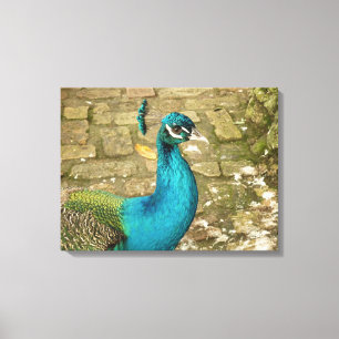 Peacock Bevalt naturfotografi Canvastryck