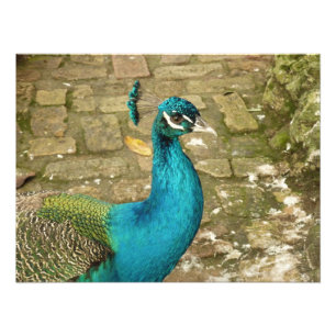 Peacock Bevalt naturfotografi Fototryck