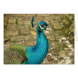 Peacock Bevalt naturfotografi Hälsningskort