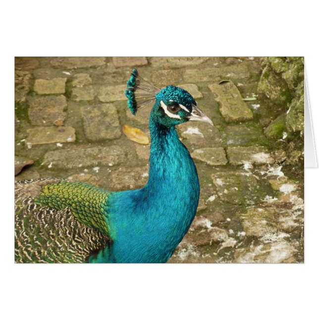 Peacock Bevalt naturfotografi Hälsningskort (Framsidan Horizontal)