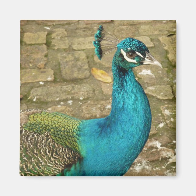 Peacock Bevalt naturfotografi Magnet (Framsidan)