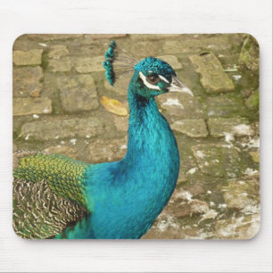 Peacock Bevalt naturfotografi Musmatta