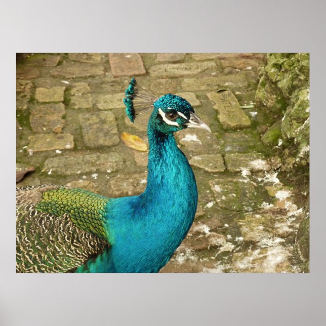 Peacock Bevalt naturfotografi Poster (Framsidan)