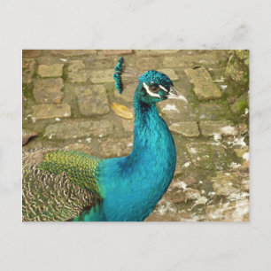 Peacock Bevalt naturfotografi Vykort