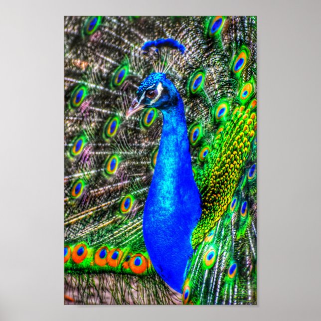 Peacock Bild Poster (Framsidan)