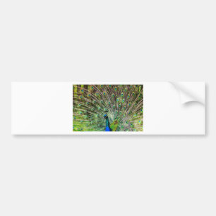 Peacock Bildekal