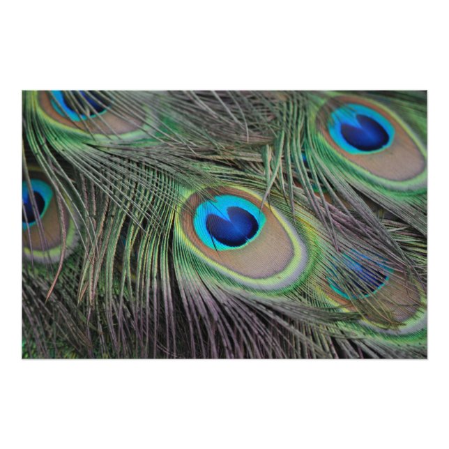 Peacock Bird Peafowl Fototryck (Framsidan)