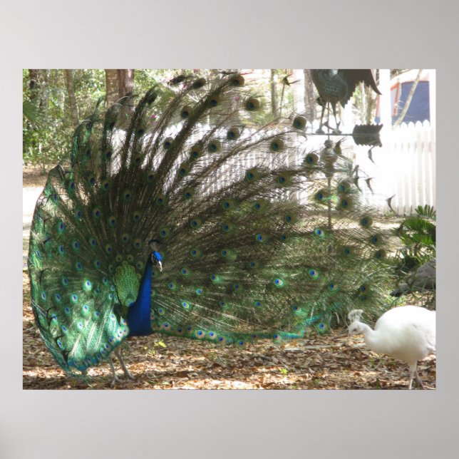 Peacock Bird Plumage och Albino Peahen Photo Poster (Framsidan)