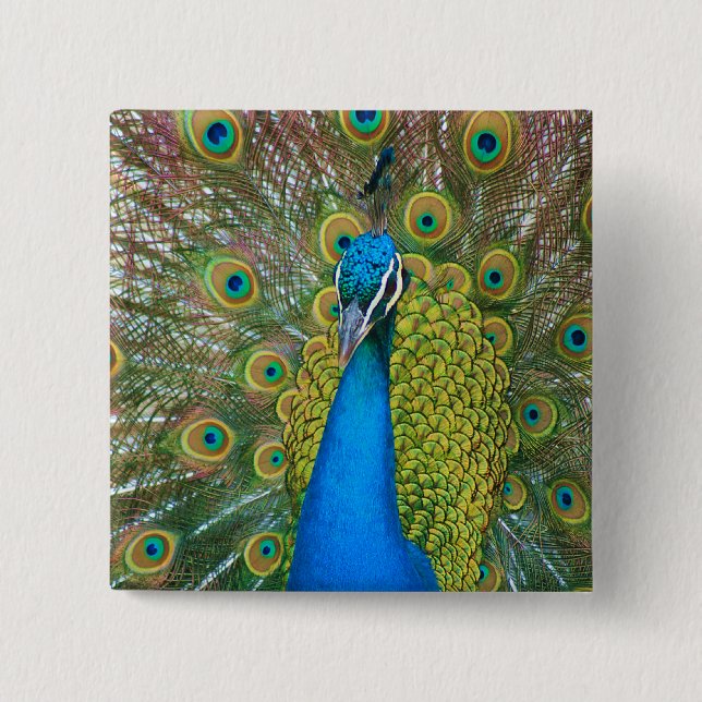 Peacock Blue Head med och Colorful Svan Feathers Knapp (Framsida)