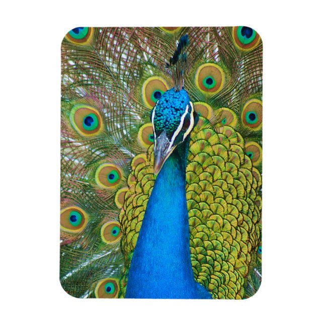 Peacock Blue Head med och Colorful Svan Feathers Magnet (Vertikal)