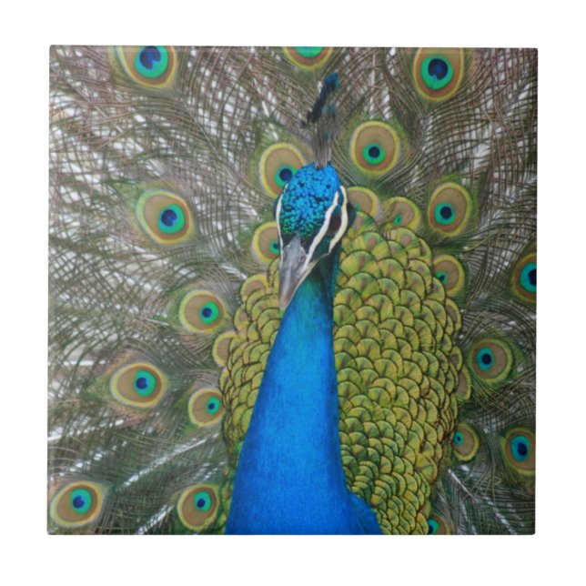 Peacock Blue Head med och Svan Feathers Kakelplatta (Framsidan)