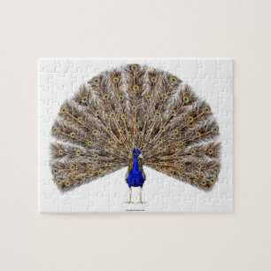 Peacock Blue Pussel