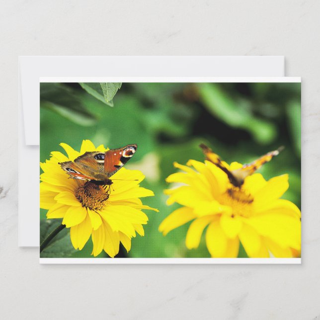 Peacock butterflies - inbjudan (Framsida)