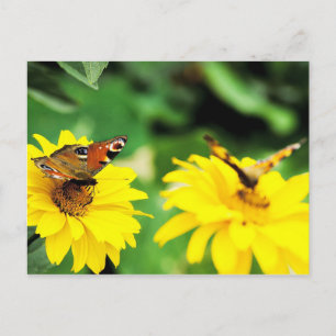 Peacock butterflies - vykort