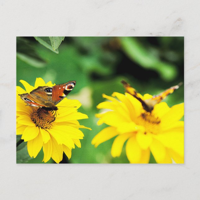 Peacock butterflies - vykort (Framsida)