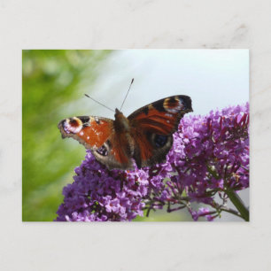 Peacock Butterfly 2 Vykort