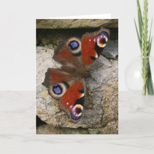 Peacock Butterfly, England Kort