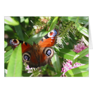 Peacock Butterfly Hälsningskort