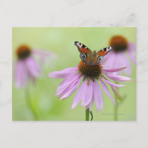 Peacock butterfly (Inachis io) Vykort