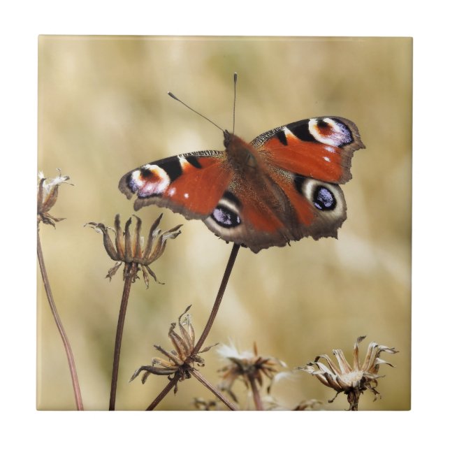 Peacock Butterfly Kakelplatta (Framsidan)