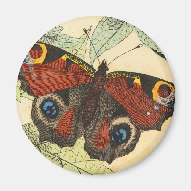 Peacock Butterfly Magnet (Framsidan)
