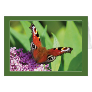 Peacock Butterfly på Buddleia Blank Hälsningskort