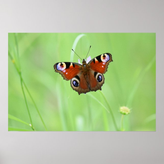 Peacock Butterfly Poster (Framsidan)