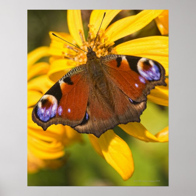 Peacock butterfly poster (Framsidan)