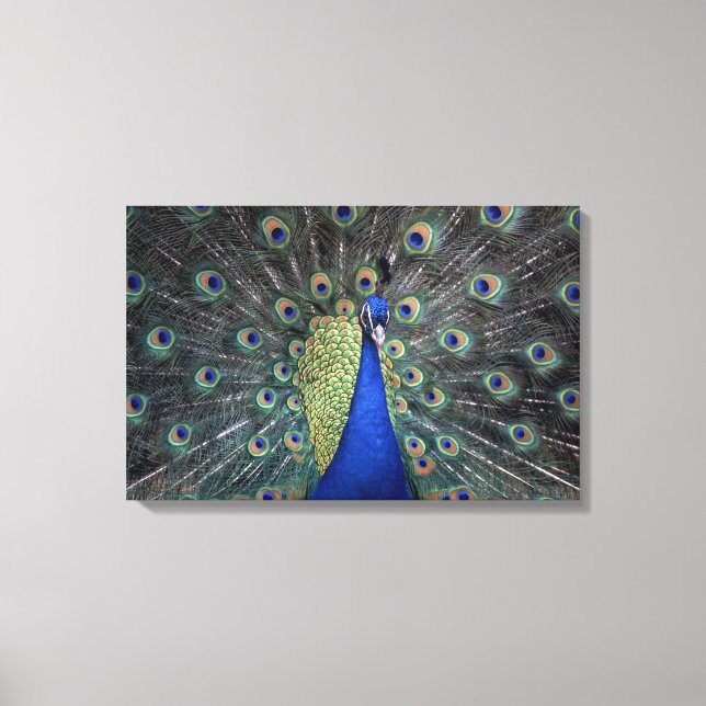 Peacock Canvastryck (Framsida)