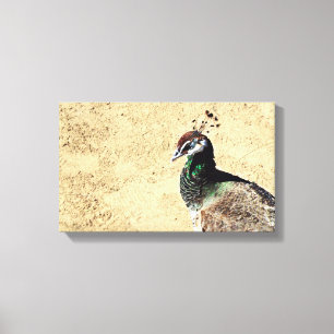 Peacock Canvastryck