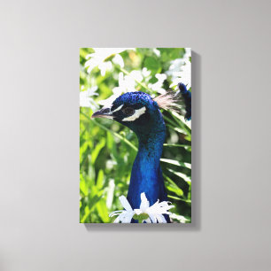 Peacock Canvastryck