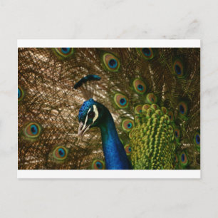 Peacock Closeup Vykort