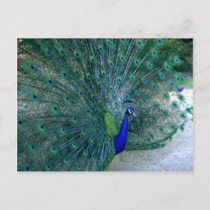 Peacock Dance Vykort