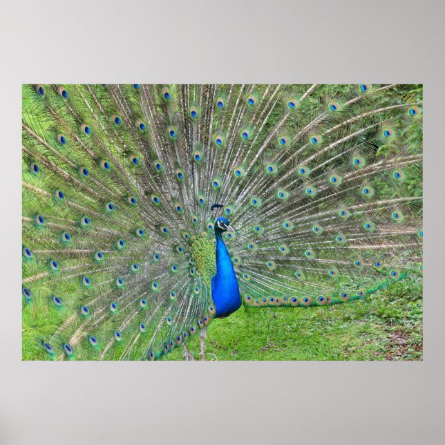 Peacock demonstrerar sin svan poster (Framsidan)