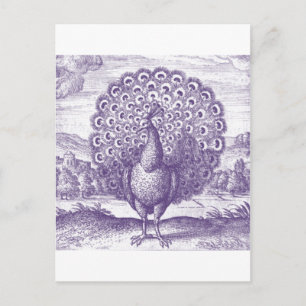Peacock, en vintage som gravar vykort