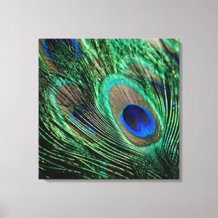 Peacock Feacky Canvastryck