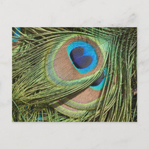 Peacock Feader stäng DIY Postcard Vykort