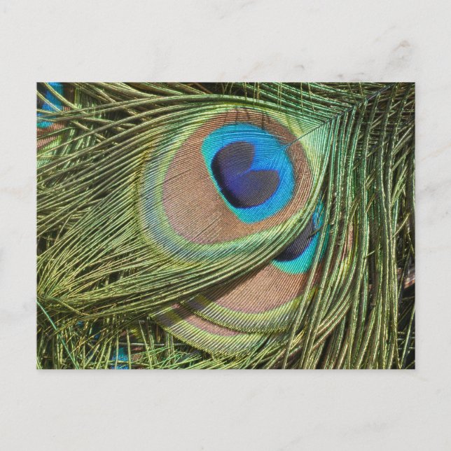 Peacock Feader stäng DIY Postcard Vykort (Framsida)