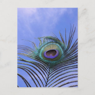 Peacock Feather 2-foto Vykort