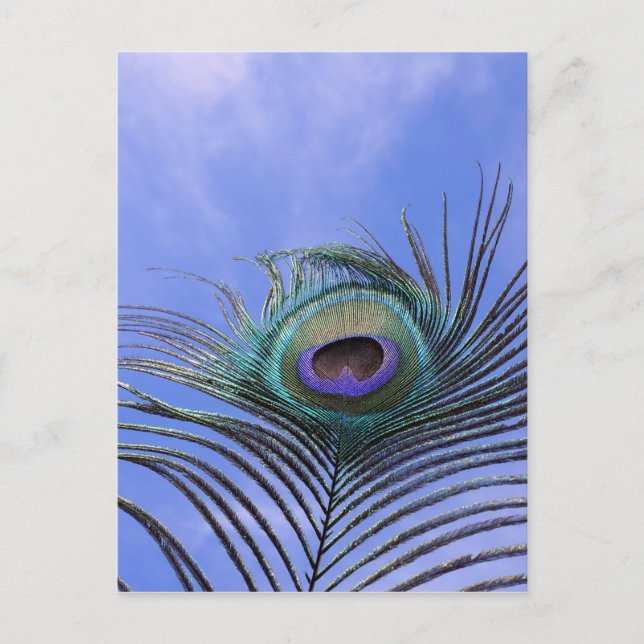 Peacock Feather 2-foto Vykort (Framsida)