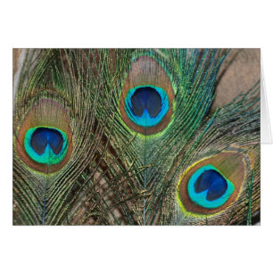Peacock Feather Bröllop Hälsningskort
