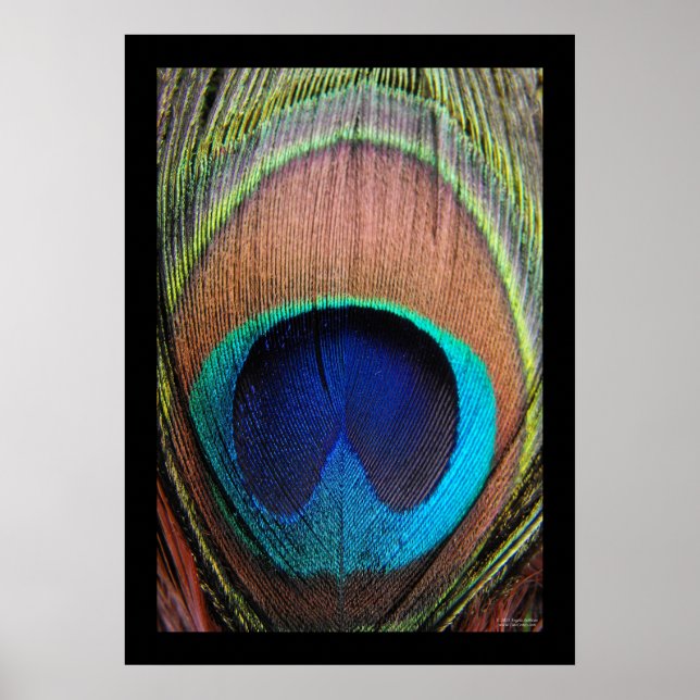 Peacock Feather Close-up Poster (Framsidan)