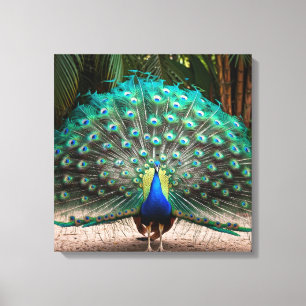 Peacock Feather Fanning Canvastryck