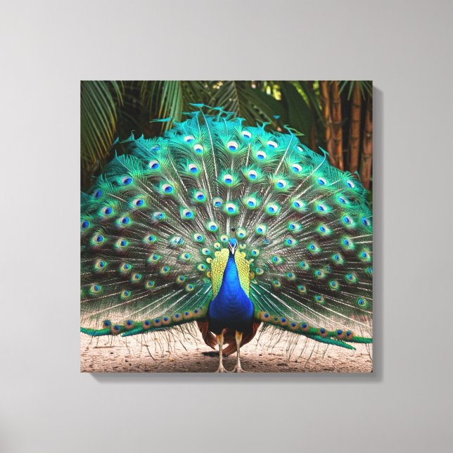 Peacock Feather Fanning Canvastryck (Framsida)