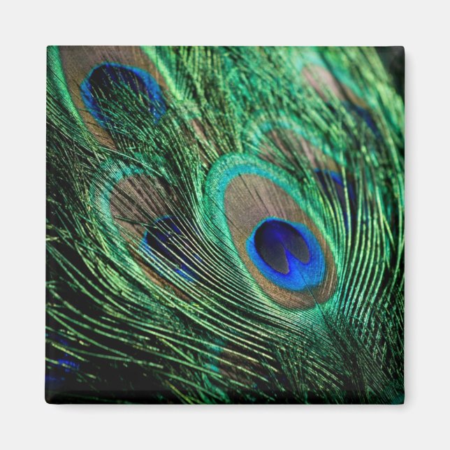 Peacock Feather Lucky Magnet (Framsidan)