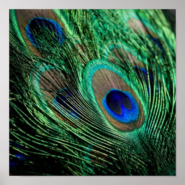 Peacock Feather Lucky Poster (Framsidan)