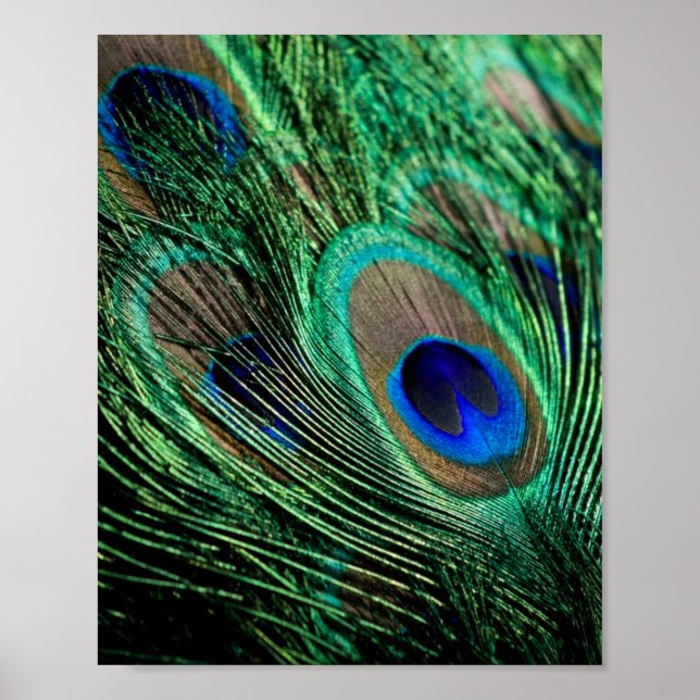 Peacock Feather Lucky Poster (Framsidan)